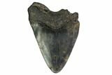 Partial Megalodon Tooth - South Carolina #171123-1